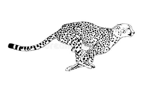 猎豹奔跑的前锋用墨水绘制照片
