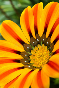 颜色 植物 开花 美女 美丽的 花园 自然 花粉 特写镜头