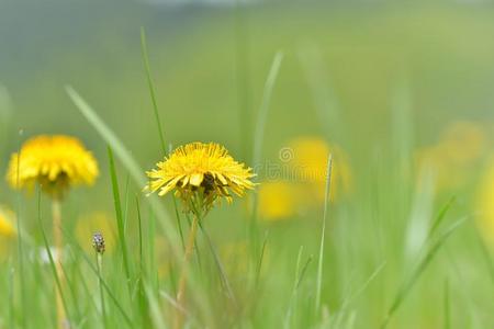 土地 蒲公英 牧场 风景 特写镜头 自然 草坪 四月 植物区系