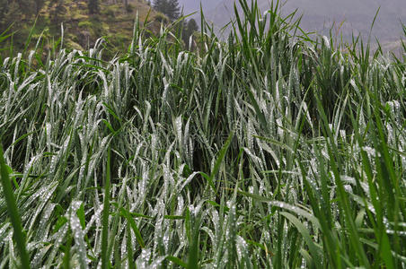 公司 领域 颜色 早晨 露水 牧草 春天 自然 环境 花园