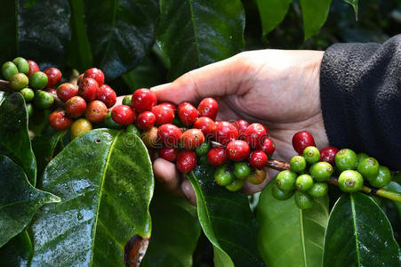 咖啡豆成熟