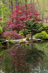 美丽的 自然 旅行 风景 池塘 环境 树叶 森林 植物 枫树