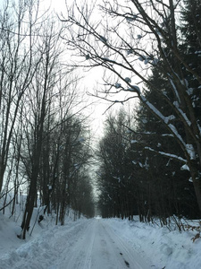 寒冷的 步行 徘徊 冬天 自然 季节 一月 徒步旅行 风景