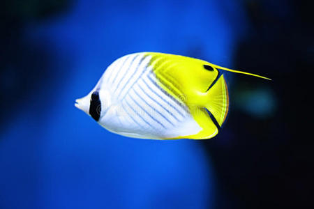 斑点热带鱼图片