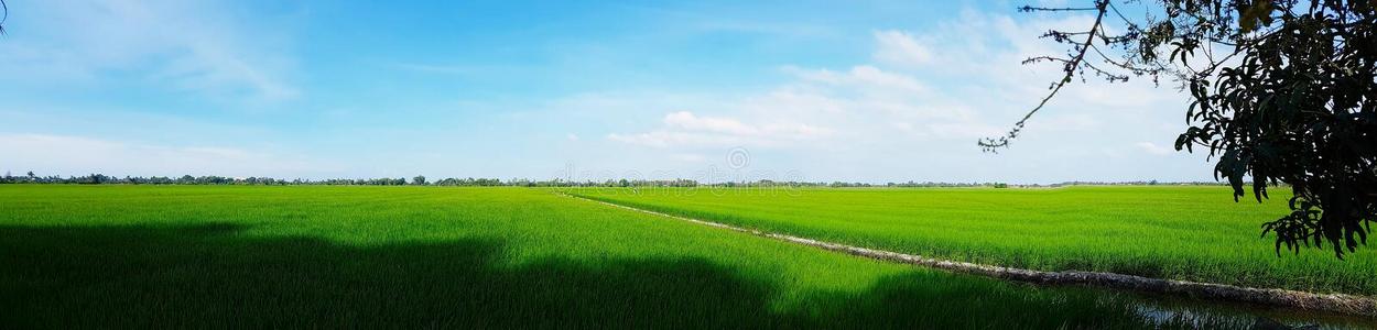 稻田绿草蓝天云多云景观背景
