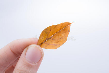 手握着白色背景上干燥的秋叶