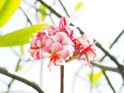 花瓣 夏威夷 放松 植物区系 盛开 巴厘岛 特写镜头 开花