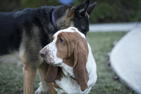 巴塞特猎犬和德国牧羊人一起玩