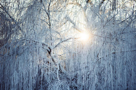 雪地里的冬季公园