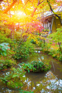 京都 美丽的 枫树 自然 假日 离开 节日 风景 美女 季节