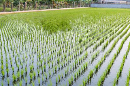 水稻秧苗准备在稻田里生长照片