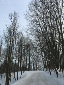 一月 徘徊 季节 寒冷的 自然 风景 步行 冬天 徒步旅行