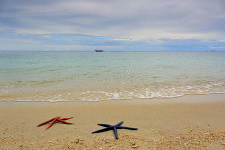 海滩 美丽的 动物 明星 求助 季节 天空 旅行 天堂 太阳