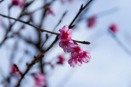 樱花，樱花