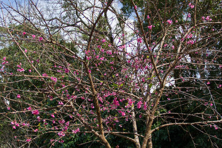 樱花，樱花