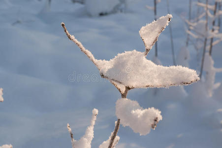 下雪 季节 冬天 天气 自然 冻结 晶体 森林 美丽的 阳光