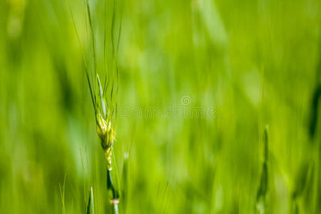 环境 植物区系 复活节 公园 花园 春天 夏天 草地 纹理