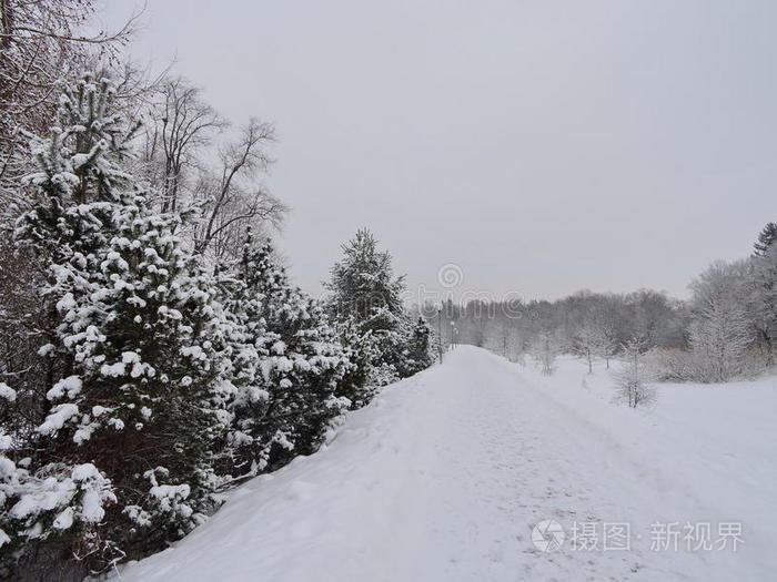 休息 行走 冬天 风景 桦木 松木 步行 乐趣 美丽的 自然