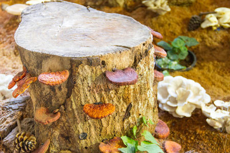 瓷器 健康 公司 蘑菇 菌丝体 医学 夏天 森林 营养 草本植物