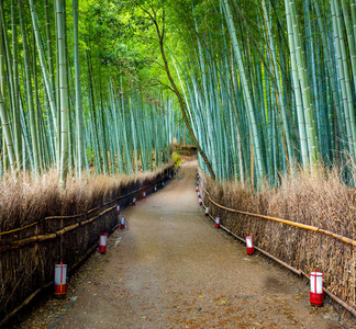 树叶 徒步旅行 通路 树林 竹子 植物 目的地 吸引力 接近