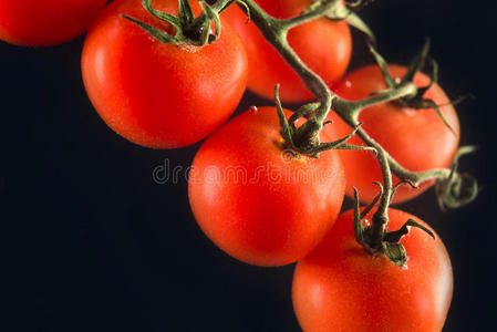 树枝上的红番茄