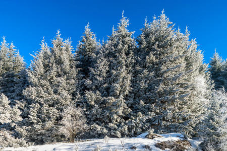 蓝天背景上美丽的白色冷冻树。 风景如画