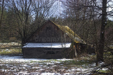 林斯特春天在森林里的小屋