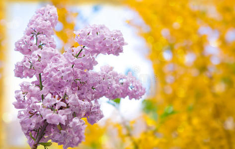 盛开 季节 花的 丁香花 夏天 颜色 自然 春天 阳光 开花