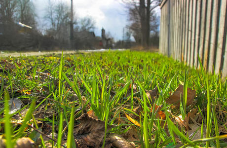 季节 太阳光 植物 草地 地面 秋天 自然 生态 瞬间 早晨