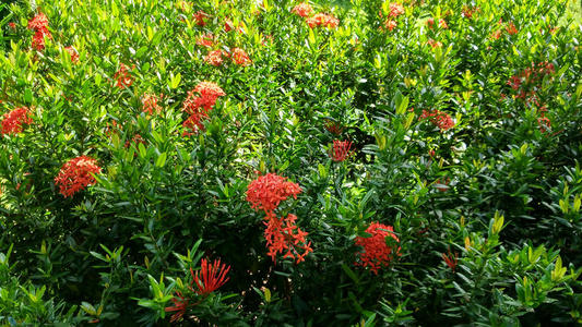 花瓣 亚洲 植物 自然 特写镜头 植物区系 美女 生长 花的