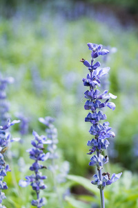 盛开 开花 可爱的 领域 花的 薄荷 乡村 园林绿化 芳香疗法