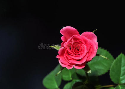 花的 激情 树叶 开花 自然 玫瑰 浪漫 成长 美女 美丽的