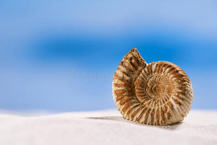 白色海滩沙上的鹦鹉螺壳
