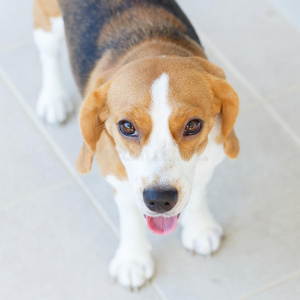 关闭比格犬