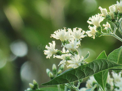 南朝体操引子,南朝伟或南辉超中文名叶和花在树上,作为一种药用植物