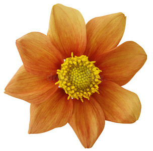 为了设计. 八片花瓣.照片