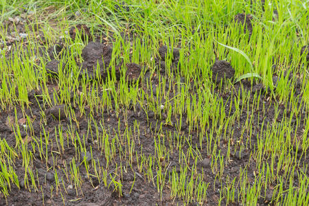 草籽图片-草籽素材-草籽插画-摄图新视界