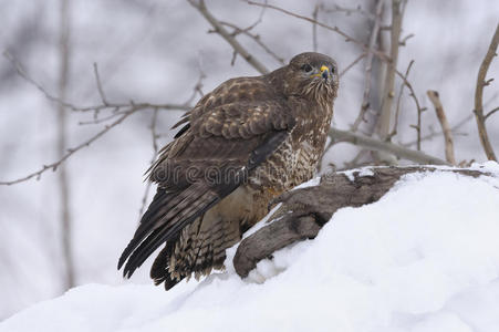 冬天在雪地上常见的秃鹰Buteo