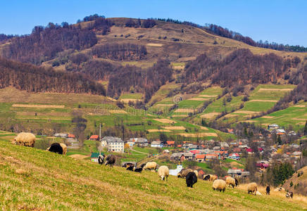 村子附近草地上的羊群