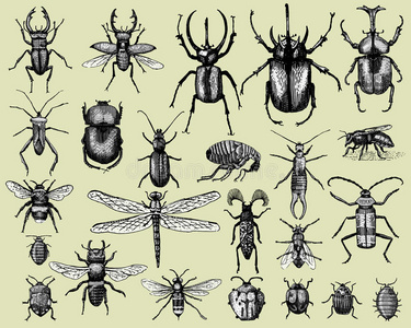 蜜蜂手绘图片 蜜蜂手绘素材 蜜蜂手绘插画 摄图新视界