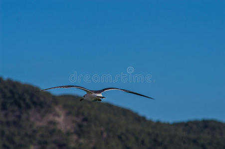 自然 飞行 滑翔 海鸥 海洋 航班 野生动物 航海 特写镜头