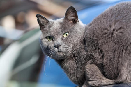 灰色的猫酷的脸