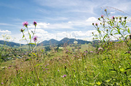 喀尔巴阡山脉。 乌克兰山脉。 夏天的风景