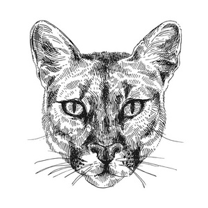 丛林 动物 豹子 涂鸦 单色 艺术 美洲狮 面对 猞猁 哺乳动物