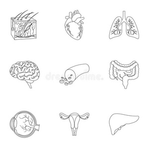 艺术 网状物 皮肤 插图 器官 概述 胃肠道 收集 肝脏