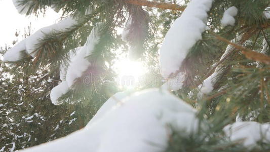 美丽的杉树覆盖着雪，近距离观看