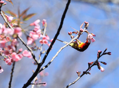公园 花的 泰语 开花 植物区系 樱花 自然 粉红色 太阳鸟