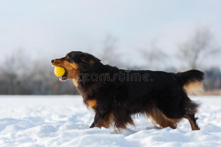 狗在雪中的鼻子里有一个球