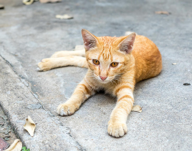 金黄色的小猫躺在地板上