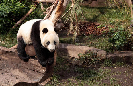 大熊猫熊AiluropodaMelanoleuca